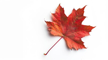 Isolated Autumn maple leaf on white background Foliage of the Fall season