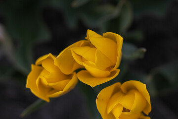Spring blossoming yellow tulips on field, bokeh flower background. Yellow Tulip Field in Full Bloom.