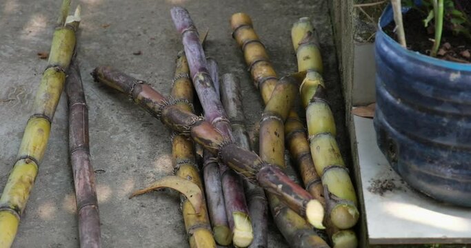 Fresh Sugar Cane Juice. Sari Tebu or Sugar cane juice or garapa is the liquid extracted from sugar cane in milling process. Typical drink from Brazil. organic and natural. Small Business. 4K video