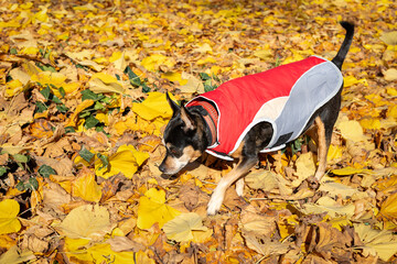 Selective focus dog dressed in a red and grey jacket sniffing tgolden autumn leaves in the park....