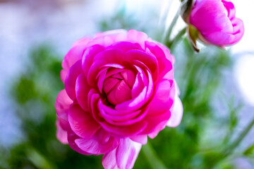 Pink Ranunculus