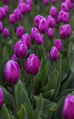 Spring blossoming purple tulips on field, bokeh flower background. PurpleTulip Field in Full Bloom.