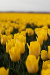 Obraz premium Spring blossoming yellow tulips on field, bokeh flower background. Yellow Tulip Field in Full Bloom.