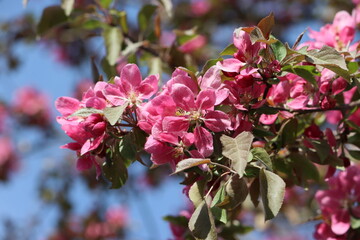 Sweden. Malus sylvestris, the European crab apple, is a species of the genus Malus, native to...