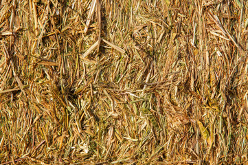 Natural Texture: Detail of a Hay Bale, spring grass mown and compressed.