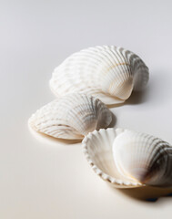 sea shells on a white background