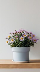 Fototapeta premium Aster flowers background with copy space. Valentines day, mothers day, women's day concept.