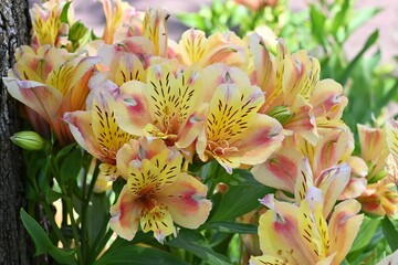 Alstroemeria flowers.Alstroemeriaceae perennial bulbous plants native to South America.Bright flowers with striped petals bloom from April to July.
