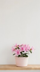 Azalea flower background with copy space. Valentines day, mothers day, women's day concept. 