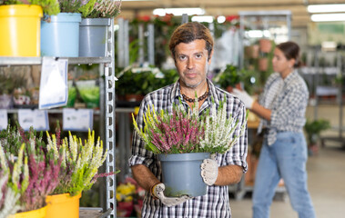 Male employee of flower supermarket near shelf with calluna chooses pot with young plant to send...