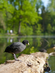 black coot stands on transverse tree