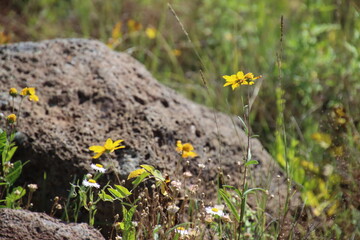 flowers in a field
