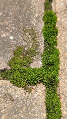 苔・コンクリートの隙間に生える苔／Moss/moss that grows in the gaps between concrete／이끼 · 콘크리트의 틈새에 자라는 이끼