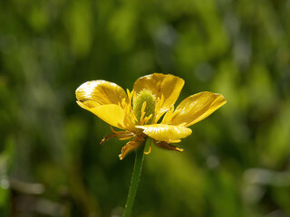 Ranunculus auricomus