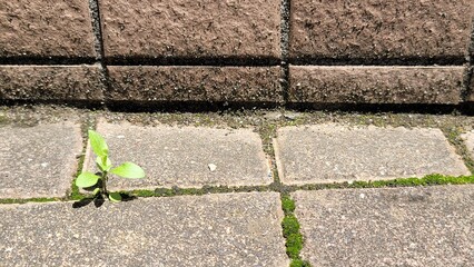 雑草・コンクリートの上で育つ雑草／weed・weeds growing on concrete／잡초・콘크리트 위에서 자라는 잡초