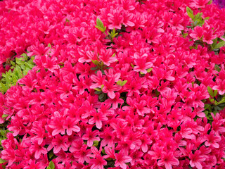 Obraz premium 満開のツツジの花