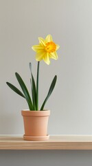 Daffodil background with copy space.