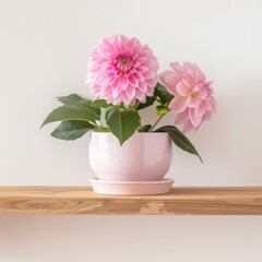 Dahlia background with copy space. Valentines day, mothers day, women's day concept.