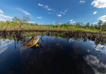 Female Blanding's turtle checking out her surroundings in a Massachusetts wild cranberry bog