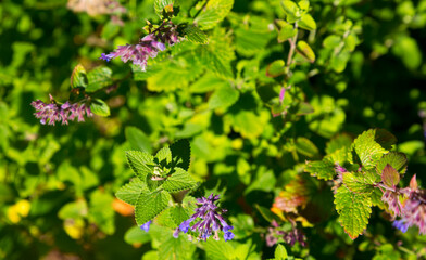 Blue catmint in Alaska Botanical Garden