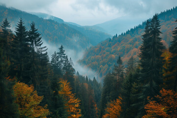 Relaxing, Beautiful Forest Landscape