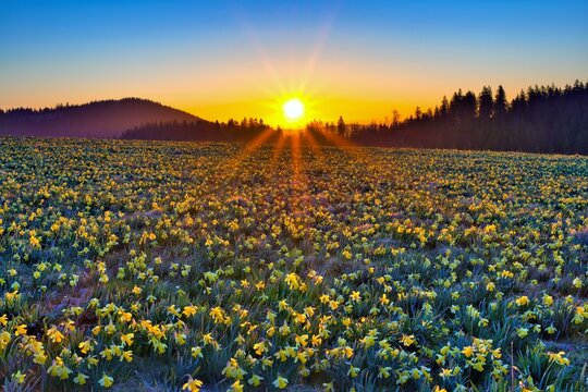 Field with flowering daffodils (Narcissus), Daffodils field, at sunrise at the Vue des Alpes pass, Swiss Jura, Canton Neuchatel, Switzerland, Europe