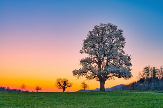 Blossoming pear tree (Pyrus) in colourful morning mood, Ruenenberg, Canton Basel-Landschaft, Switzerland, Europe