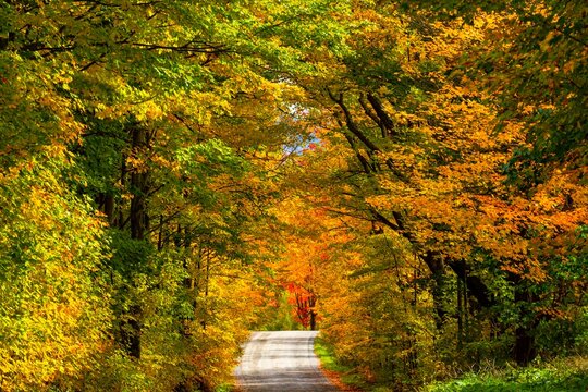 Path through deciduous forest in autumn, Bromont, Province of Quebec, Canada, North America