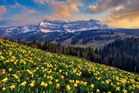 Daffodils (Narcissus) in bloom in front of Berg Hohgant in the evening, Schangnau, Emmental, Canton Bern, Switzerland, Europe