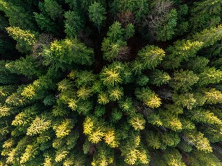 Aerial view, top-down, coniferous forest, Germany, Europe