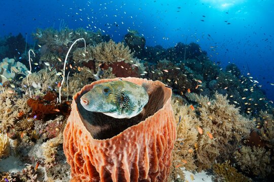 Map puffer (Arothron mappa) hides in Barrel sponge (Xestospongia testudinaria), Pacific Ocean, Sulu Lake, Tubbataha Reef National Marine Park, Palawan Province, Philippines, Asia
