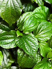 Top view of green plant as background