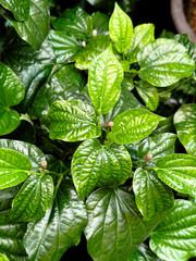 Top view of green plant as background