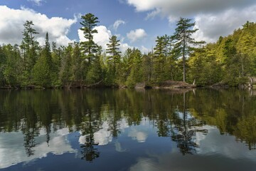 Obraz premium Forest along the shore of the Eramosa River in the Rockwood Conservation Area of Ontario, Canada