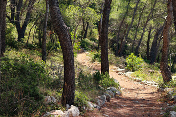 Walking path through pine forest on hot summer day. Mediterranean scenery trail
