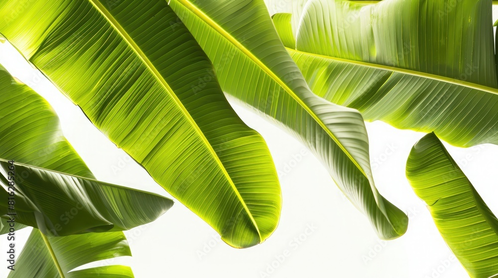 Poster banana tree's intricate leaf pattern displayed on a white background, highlighting the texture and v