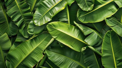 Fototapeta premium array of banana leaves overlapping, providing a textured and dynamic green background with a fresh, natural look.