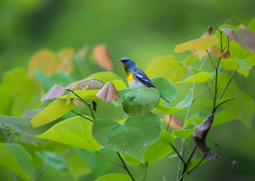 northern parula with beautiful foliage in background