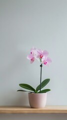 Orchid background with copy space.