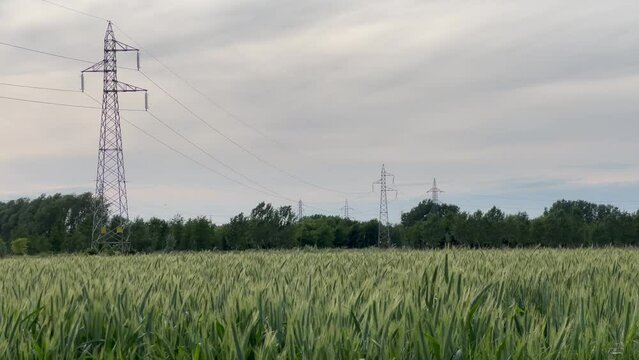 hora de oro en sembradlos de trigo, en un atardecer de horo con la ora dorada.
