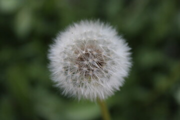 Dandelion seeds