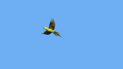 une perruche à collier verte volant dans un ciel bleu