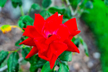red flower in the garden