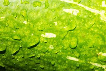 Macro photo of the skin of the pumpkin. Concept of greens and vegetables.