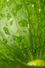 Macro photo of the skin of the pumpkin. Concept of greens and vegetables.