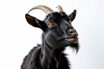Portrait of a black goat with horns on a white background.