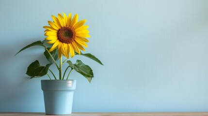 Fototapeta premium Sunflower background with copy space. Valentines day, mothers day, women's day concept.