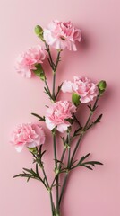 Elegant pink carnations on pastel background