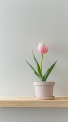 Tulip background with copy space. Valentines day, mothers day, women's day concept.