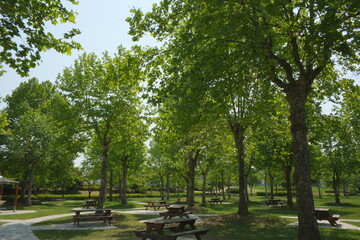 햇살 가득한 화창한 봄날의 초록색의 울창한 나무와 잔디밭이 어우러진 공원의 여유로운 풍경
